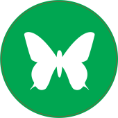 Panneau Vert Papillon