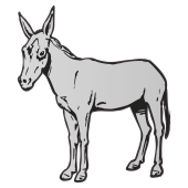 ane