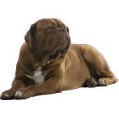 Autocollant dogue de bordeaux
