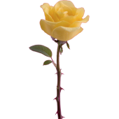 Rose Jaune
