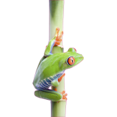 Grenouille