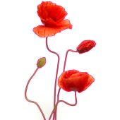 Sticker mural coquelicots