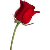 Sticker mural Rose