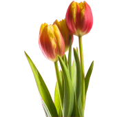 Autocollant Mural Tulipe