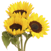 Autocollant Mural Tournesol