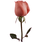 Autocollant Rose