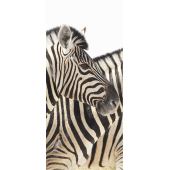 Zebres