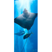 Ocean Raie Manta