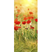 Champs De Coquelicots