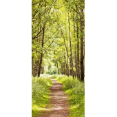 Chemin En Foret 1