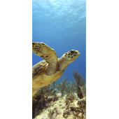Tortue De Mer