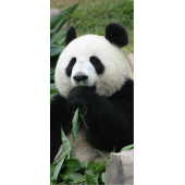 Panda 1
