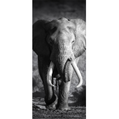 Elephant 4