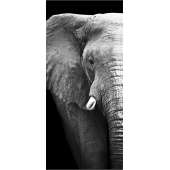 Elephant 5