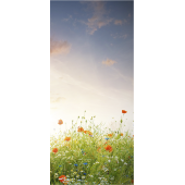 Champs De Coquelicots 1