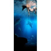Mer Requins