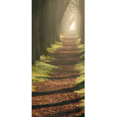 Chemin En Foret