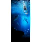 Mer Requin 1