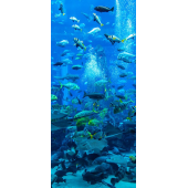 Ocean 4