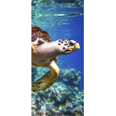 Tortue De Mer 2