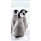 Bébés Manchots