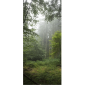 Foret 1