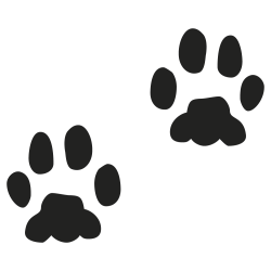 empreinte chien