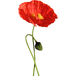 Sticker mural coquelicots