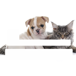 Sticker Cb Bouledogue Chat - Skin Pour Carte Bancaire