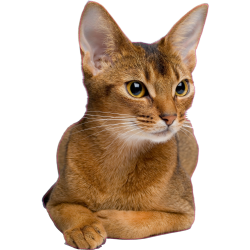 Autocollants chat abyssin