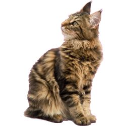 Autocollant chat maine coon