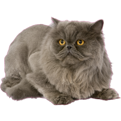 Autocollant chat-persan