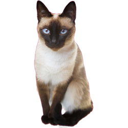 Autocollant chat siamois