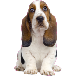Autocollant chien-basset-1