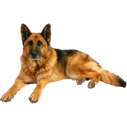 Autocollant chien-berger-allemand-1