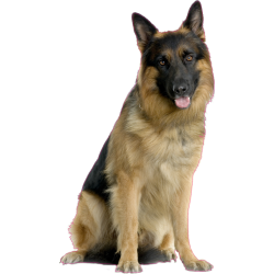 Autocollant chien-berger-allemand