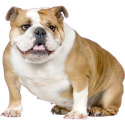 Autocollant chien-bouldogue anglais-1