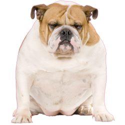 Autocollant chien-bouldogue anglais-2