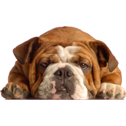Autocollant chien-bouldogue anglais