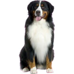 Autocollant chien-bouvier