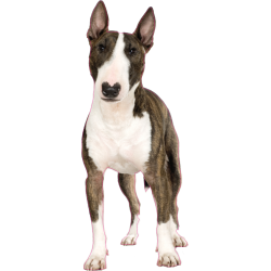 Autocollant chien-bull-terrier