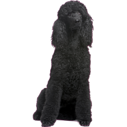 Autocollant chien-caniche-1