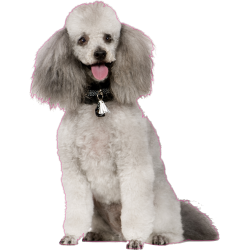 Autocollant chien-caniche-2