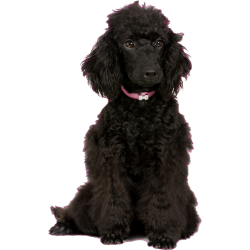 Autocollant chien-caniche-3