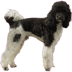 Autocollant chien-caniche