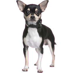 Autocollant chien-Chihuahua