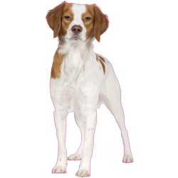 Autocollant chien-epagneul-breton