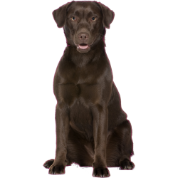 Autocollant chien-labrador-1