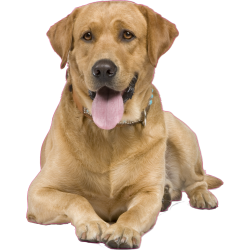 Autocollant chien-labrador