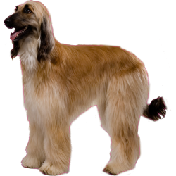 Autocollant chien-levrier-afghan